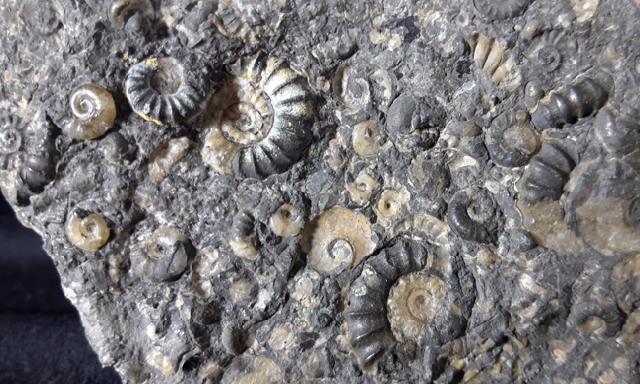 Promicroceras sp. SPATH 1925, Cymbites sp. (NEUMAYR 1878) & ?Gagaticeras sp. BUCKMANN1913 - Bild © FossNet FossilienStore